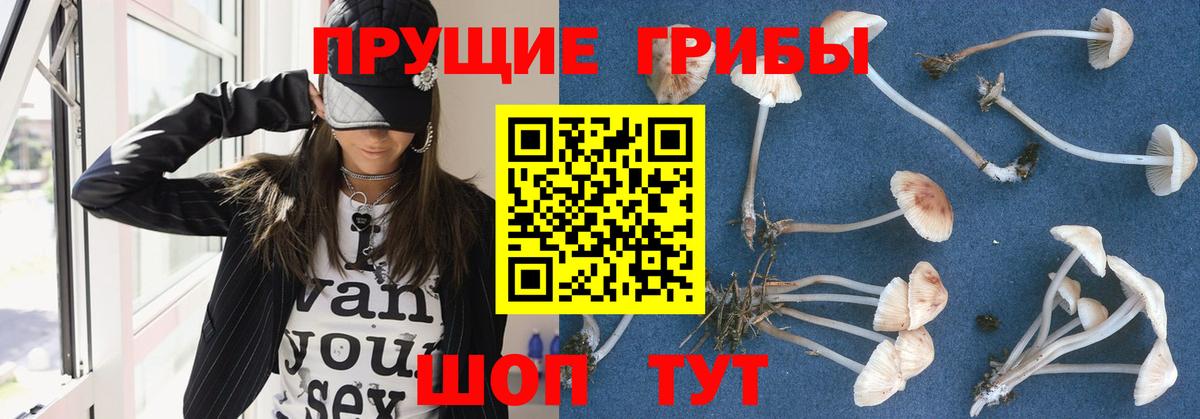 Псилоцибиновые грибы Psilocybine cubensis  Кувандык 